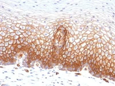 Immunohistochemistry (Formalin/PFA-fixed paraffin-embedded sections) - Anti-Thrombomodulin antibody [THBD/1591] - BSA and Azide free (AB269746)