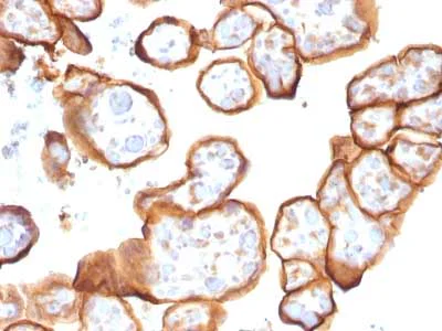 Immunohistochemistry (Formalin/PFA-fixed paraffin-embedded sections) - Anti-Thrombomodulin antibody [THBD/1591] - BSA and Azide free (AB269746)
