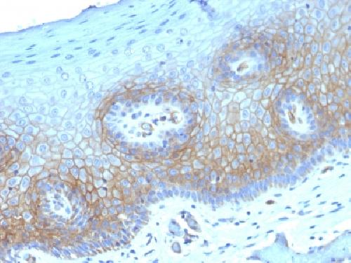 Immunohistochemistry (Formalin/PFA-fixed paraffin-embedded sections) - Anti-Thrombomodulin antibody [THBD/1782] - BSA and Azide free (AB269764), expandable thumbnail