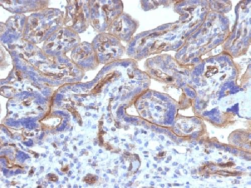 Immunohistochemistry (Formalin/PFA-fixed paraffin-embedded sections) - Anti-Thrombomodulin antibody [THBD/1782] - BSA and Azide free (AB269764), expandable thumbnail