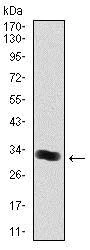 Western blot - Anti-Thrombopoietin antibody [1B11] (AB128487)
