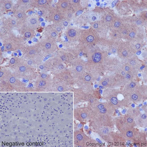 Immunohistochemistry (Formalin/PFA-fixed paraffin-embedded sections) - Anti-Thrombopoietin antibody [EPR14948] (AB196026)