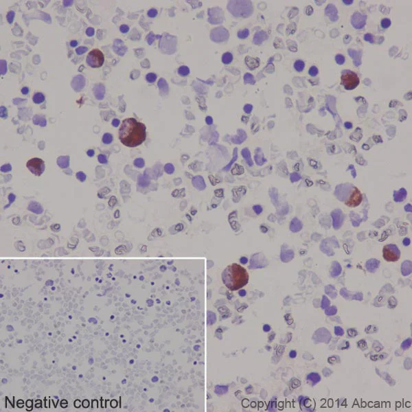 Immunohistochemistry (Formalin/PFA-fixed paraffin-embedded sections) - Anti-Thrombopoietin antibody [EPR14948] (AB196026)
