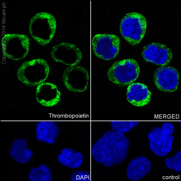 Immunocytochemistry/ Immunofluorescence - Anti-Thrombopoietin antibody [EPR14948] - BSA and Azide free (AB251218)