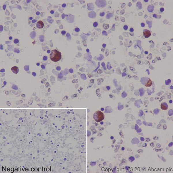 Immunohistochemistry (Formalin/PFA-fixed paraffin-embedded sections) - Anti-Thrombopoietin antibody [EPR14948] - BSA and Azide free (AB251218), expandable thumbnail