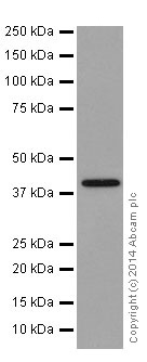 Western blot - Anti-Thrombopoietin antibody [EPR14948] - BSA and Azide free (ab251218), expandable thumbnail