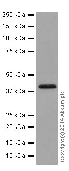 Western blot - Anti-Thrombopoietin antibody [EPR14948] - BSA and Azide free (AB251218)