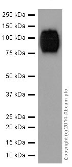 Western blot - Anti-Thrombopoietin antibody [EPR14948] - BSA and Azide free (AB251218), expandable thumbnail