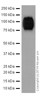 Western blot - Anti-Thrombopoietin antibody [EPR14948] - BSA and Azide free (AB251218)