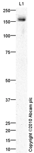 Western blot - Anti-Thrombospondin 1 antibody (AB85762)
