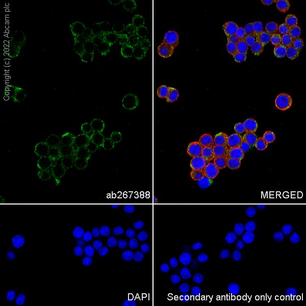 Immunocytochemistry/ Immunofluorescence - Anti-Thrombospondin 1 antibody [EPR22927-54] (ab267388), expandable thumbnail