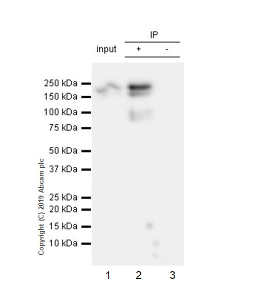 Immunoprecipitation - Anti-Thrombospondin 1 antibody [EPR22927-54] (AB267388), expandable thumbnail