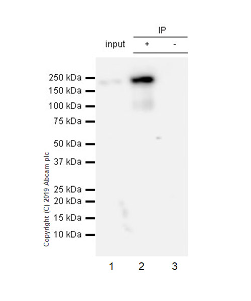 Immunoprecipitation - Anti-Thrombospondin 1 antibody [EPR22927-54] (AB267388), expandable thumbnail
