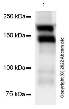Western blot - Anti-Thrombospondin 1 antibody [EPR22927-54] (ab267388), expandable thumbnail