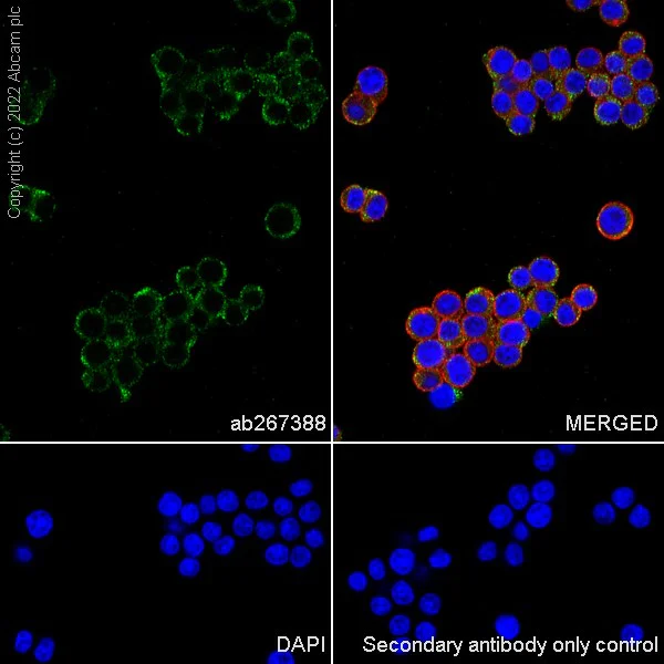 Immunocytochemistry/ Immunofluorescence - Anti-Thrombospondin 1 antibody [EPR22927-54] - BSA and Azide free (AB267397)