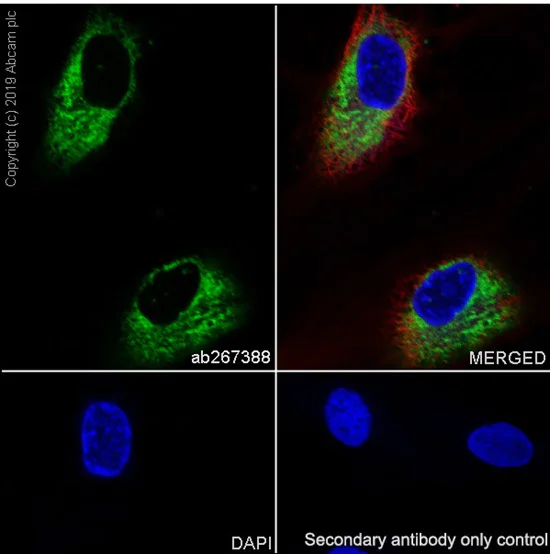 Immunocytochemistry/ Immunofluorescence - Anti-Thrombospondin 1 antibody [EPR22927-54] - BSA and Azide free (AB267397)