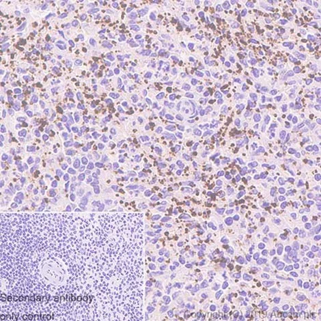 Immunohistochemistry (Formalin/PFA-fixed paraffin-embedded sections) - Anti-Thrombospondin 1 antibody [EPR22927-54] - BSA and Azide free (AB267397)