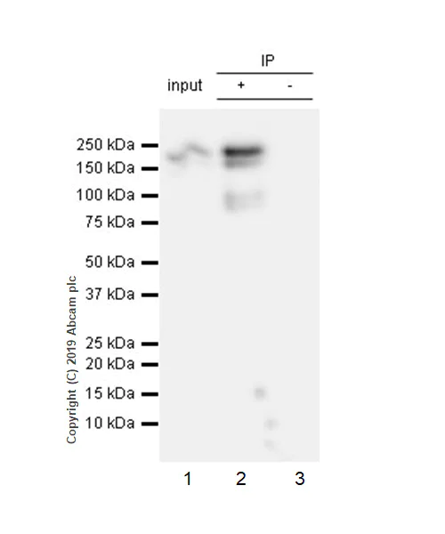 Immunoprecipitation - Anti-Thrombospondin 1 antibody [EPR22927-54] - BSA and Azide free (AB267397)