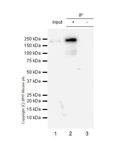 Immunoprecipitation - Anti-Thrombospondin 1 antibody [EPR22927-54] - BSA and Azide free (AB267397)