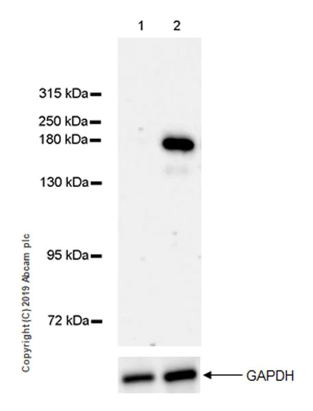 Western blot - Anti-Thrombospondin 1 antibody [EPR22927-54] - BSA and Azide free (AB267397)