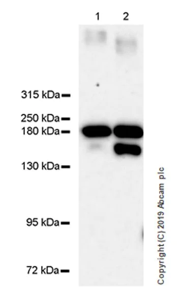 Western blot - Anti-Thrombospondin 1 antibody [EPR22927-54] - BSA and Azide free (AB267397)