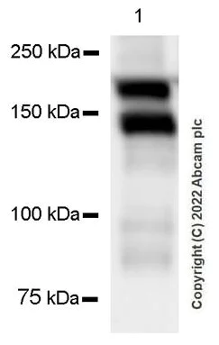 Western blot - Anti-Thrombospondin 1 antibody [EPR22927-54] - BSA and Azide free (AB267397)