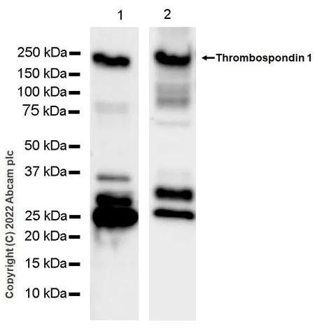 Western blot - Anti-Thrombospondin 1 antibody [EPR22928-10] (AB263905)