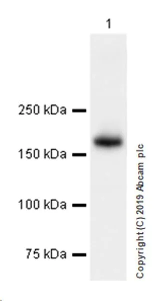 Western blot - Anti-Thrombospondin 1 antibody [EPR22928-10] (AB263905)
