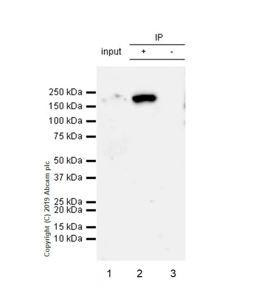 Immunoprecipitation - Anti-Thrombospondin 1 antibody [EPR22928-10] - BSA and Azide free (AB263952)