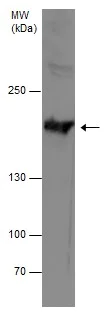 Western blot - Anti-Thrombospondin 1 antibody - N-terminal (AB226950)