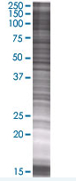SDS-PAGE - Thrombospondin 1 overexpression 293T lysate (whole cell) (AB94095)