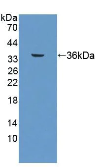 Western blot - Anti-Thromboxane A2 receptor/TBXA2R antibody - Cytoplasm Marker (AB233288)