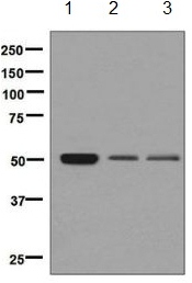 Western blot - Anti-Thromboxane A2 receptor/TBXA2R antibody [EPR7336] - BSA and Azide free (AB248753)