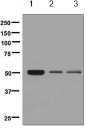 Western blot - Anti-Thromboxane A2 receptor/TBXA2R antibody [EPR7336] - BSA and Azide free (AB248753)
