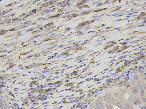 Immunohistochemistry (Formalin/PFA-fixed paraffin-embedded sections) - Anti-Thromboxane synthase antibody (AB187176)