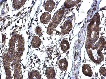 Immunohistochemistry (Formalin/PFA-fixed paraffin-embedded sections) - Anti-ThrRS antibody (AB101486)