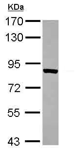 Western blot - Anti-ThrRS antibody (AB101486)