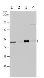 Western blot - Anti-ThrRS antibody (AB101486)