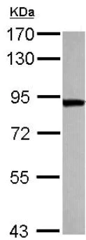 Western blot - Anti-ThrRS antibody (AB126179)