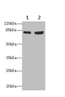 Western blot - Anti-ThrRS antibody (AB236903)
