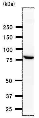 Western blot - Anti-ThrRS antibody [TARSF8H3] (AB50795)