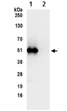Immunoprecipitation - Anti-THUMPD1 antibody (AB199850)