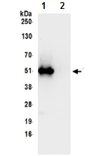 Immunoprecipitation - Anti-THUMPD1 antibody (AB199850)