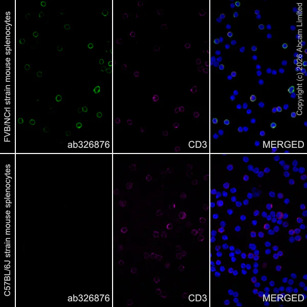 Immunocytochemistry/ Immunofluorescence - Anti-Thy1.1 antibody [EPR31142-29] (AB326876)