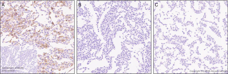 Immunohistochemistry (Formalin/PFA-fixed paraffin-embedded sections) - Anti-Thy1.1 antibody [EPR31142-29] (AB326876)
