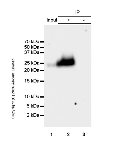 Immunoprecipitation - Anti-Thy1.1 antibody [EPR31142-29] - BSA and Azide free (AB326882)