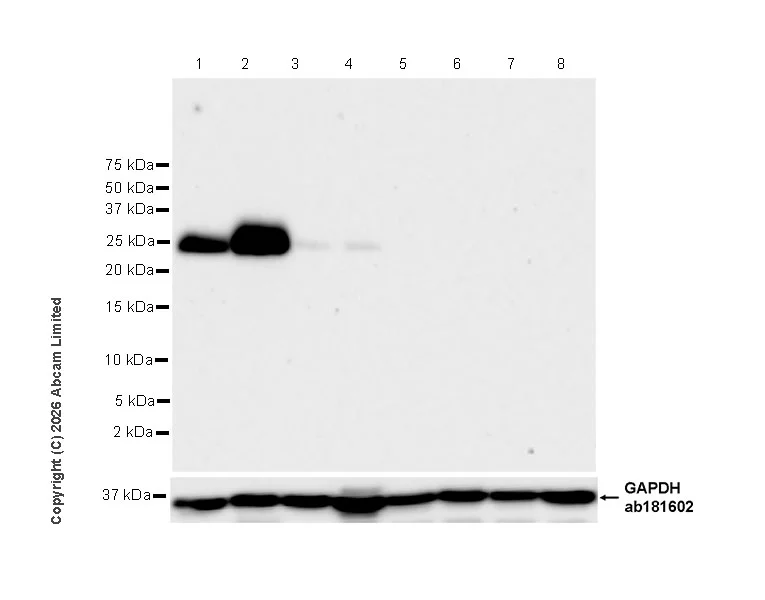 Western blot - Anti-Thy1.1 antibody [EPR31142-29] - BSA and Azide free (AB326882)