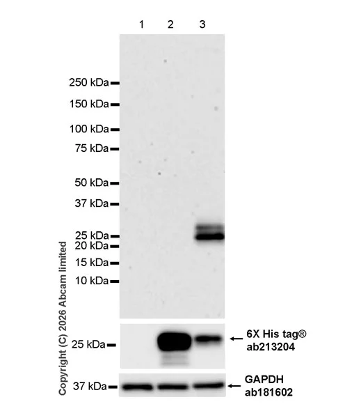 Western blot - Anti-Thy1.2 antibody [EPR31143-526] (AB325921)