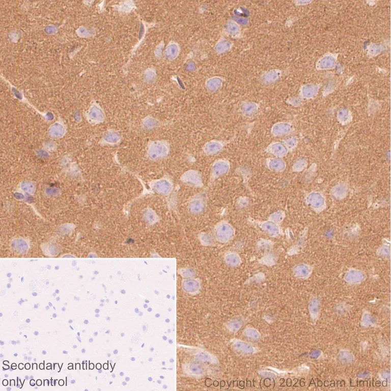 Immunohistochemistry (Formalin/PFA-fixed paraffin-embedded sections) - Anti-Thy1.2 antibody [EPR31143-526] - BSA and Azide free (AB325940)
