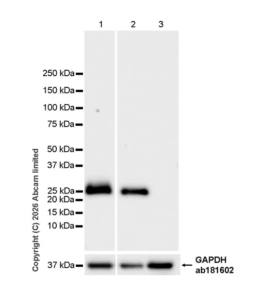 Western blot - Anti-Thy1.2 antibody [EPR31143-526] - BSA and Azide free (AB325940)